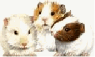 animiertes-meerschweinchen-bild-0047