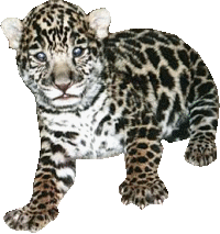 animiertes-leopard-bild-0013
