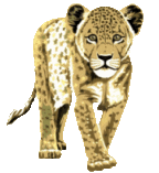 animiertes-leopard-bild-0014