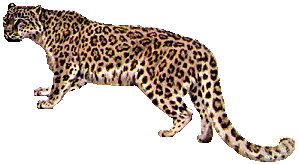 animiertes-leopard-bild-0023