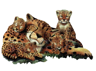 animiertes-leopard-bild-0028