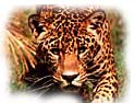 animiertes-tiger-bild-0056