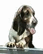 animiertes-basset-hounds-bild-0034