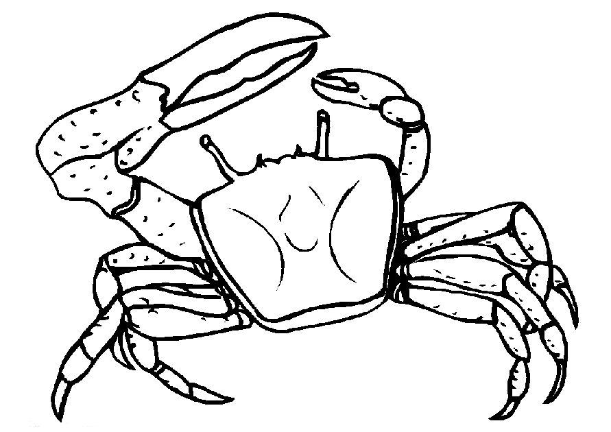 animiertes-krebs-krabbe-ausmalbild-malvorlage-bild-0010