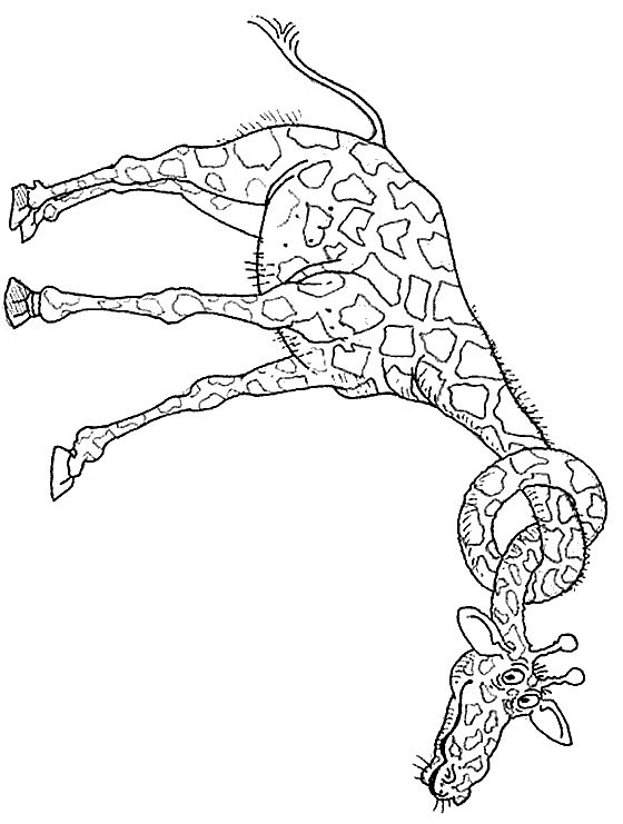animiertes-giraffe-ausmalbild-malvorlage-bild-0013