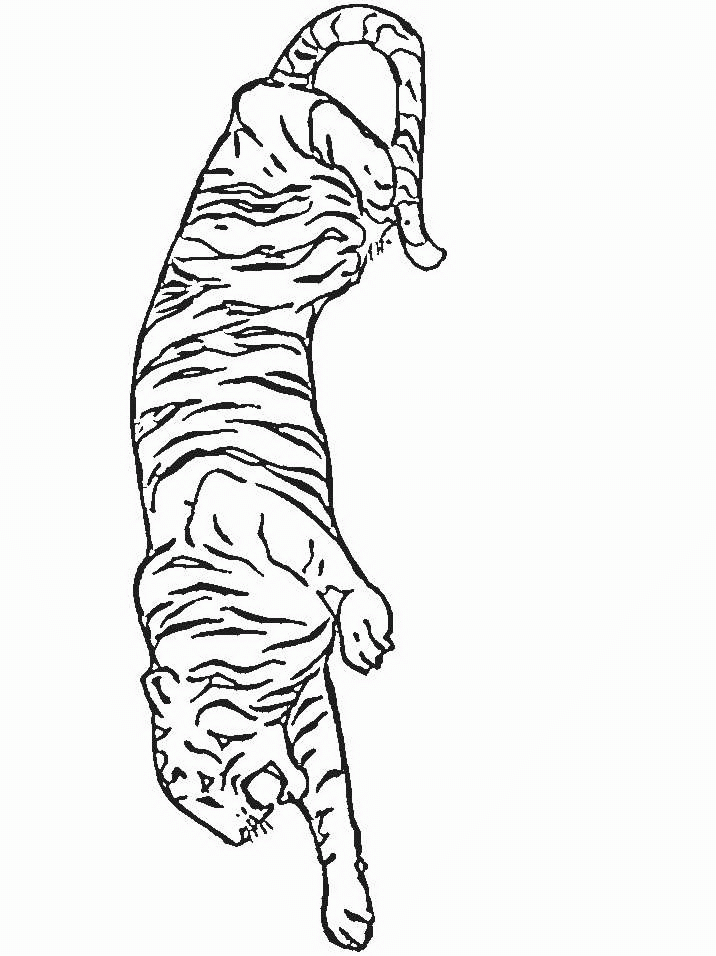 animiertes-tiger-ausmalbild-malvorlage-bild-0002
