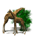 animiertes-giraffe-bild-0066