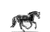 animiertes-pferd-bild-0059