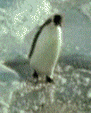 animiertes-pinguin-bild-0157
