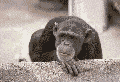 animiertes-schimpanse-bild-0056