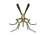 animiertes-insekten-bild-0022