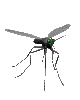 animiertes-insekten-bild-0111