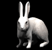 animiertes-kaninchen-bild-0587