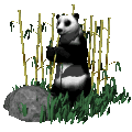 animiertes-panda-bild-0024