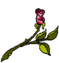 animiertes-rose-bild-0160