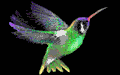 animiertes-kolibri-bild-0017
