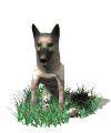 animiertes-schaeferhund-bild-0009