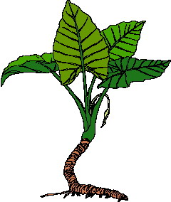 animiertes-blatt-bild-0058