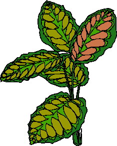 animiertes-blatt-bild-0124