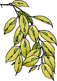 animiertes-blatt-bild-0129