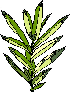 animiertes-blatt-bild-0154