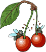 graphics-fruit-923069