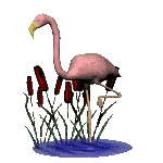 animiertes-flamingo-bild-0016