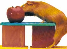 animiertes-meerschweinchen-bild-0029