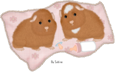 animiertes-meerschweinchen-bild-0054