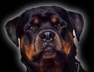 animiertes-rottweiler-bild-0009