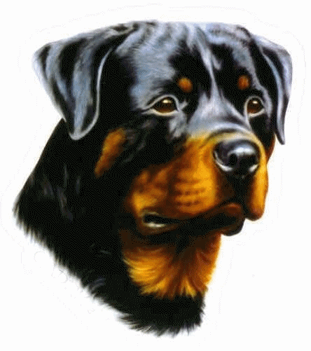 animiertes-rottweiler-bild-0025