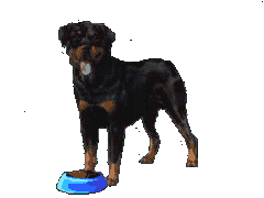 animiertes-rottweiler-bild-0027