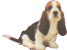 animiertes-basset-hounds-bild-0005
