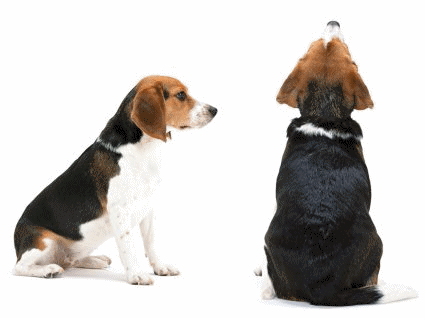 animiertes-beagles-bild-0022