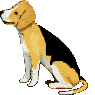 animiertes-beagles-bild-0025