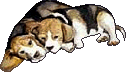 animiertes-beagles-bild-0027