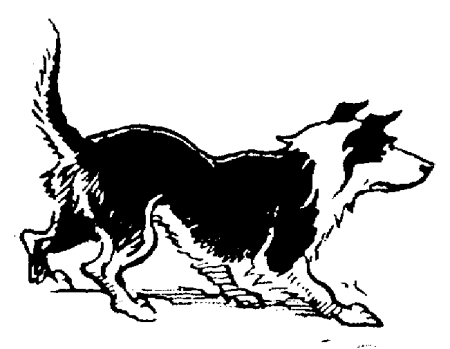 animiertes-border-collie-bild-0008