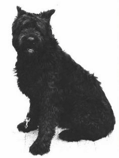 animiertes-bouvier-des-flandres-bild-0003