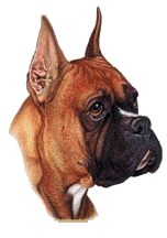 animiertes-boxer-hund-bild-0006