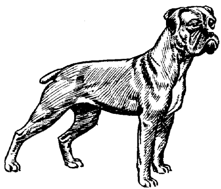 animiertes-boxer-hund-bild-0009