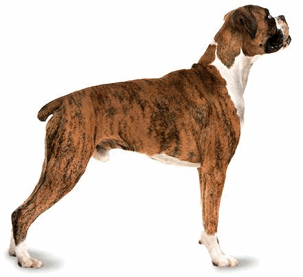 animiertes-boxer-hund-bild-0010