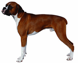 animiertes-boxer-hund-bild-0023