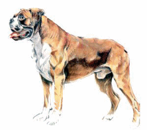 animiertes-boxer-hund-bild-0025