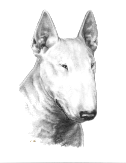 animiertes-bullterrier-bild-0012