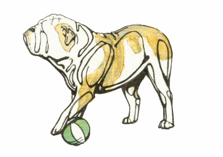 animiertes-bulldogge-bild-0047