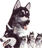 animiertes-husky-schlittenhund-bild-0001