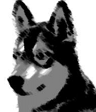animiertes-husky-schlittenhund-bild-0002