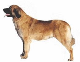 animiertes-leonberger-bild-0003