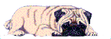 animiertes-mops-hund-bild-0003