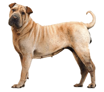 SharPei Animierte Bilder, Gifs, Animationen & Cliparts 100 kostenlos!